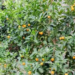 Gasthof Au Jardin De Florenz