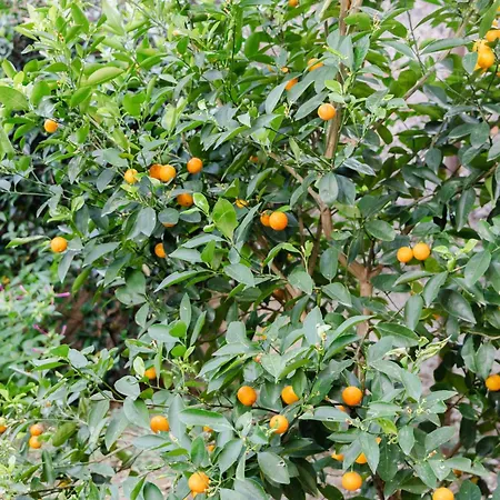 Pensjonat Au Jardin De Florencja